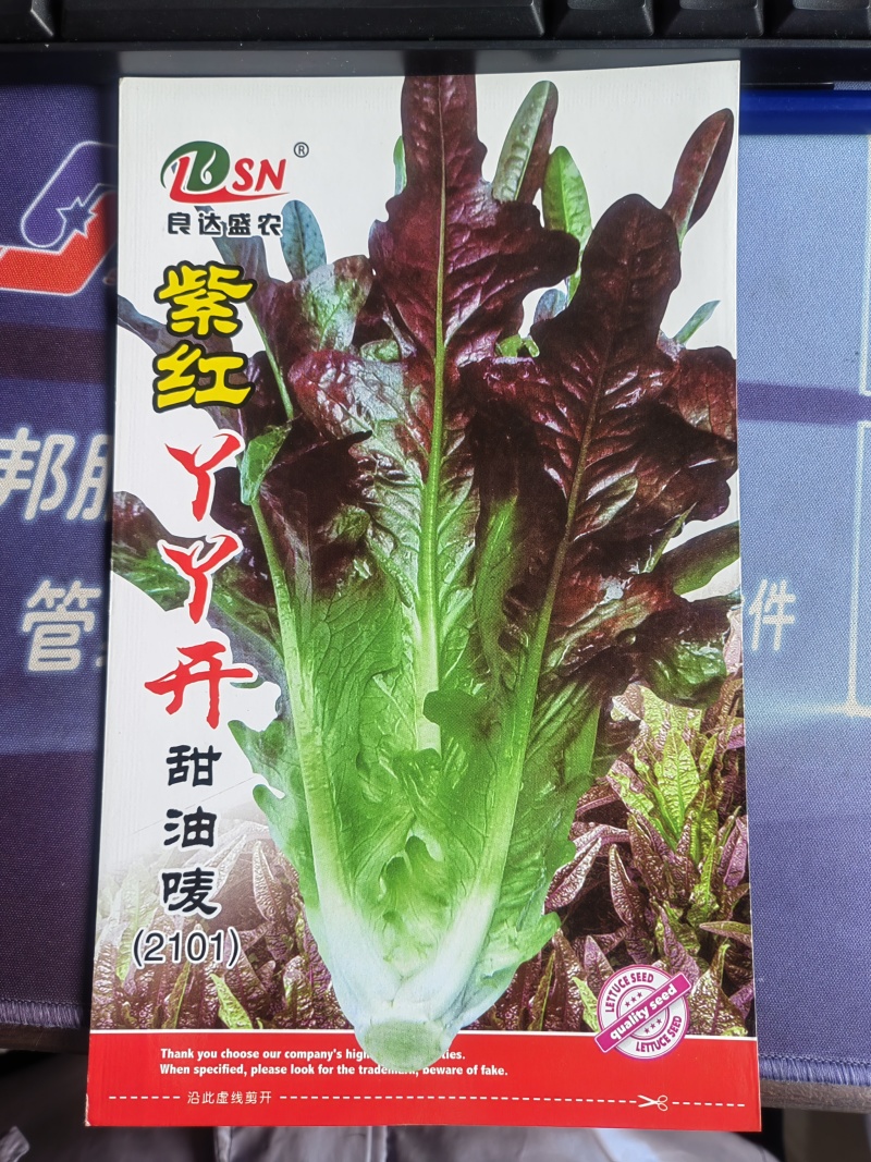 紫红丫丫开甜油麦菜种子抗热抗寒高产品质好口味香脆可口