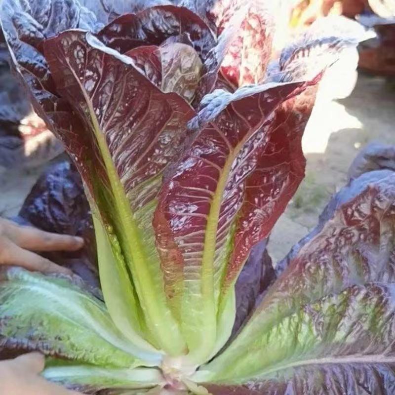 养生紫孔雀菜种子质嫩味美营养丰富商品性好耐贮运耐寒性好