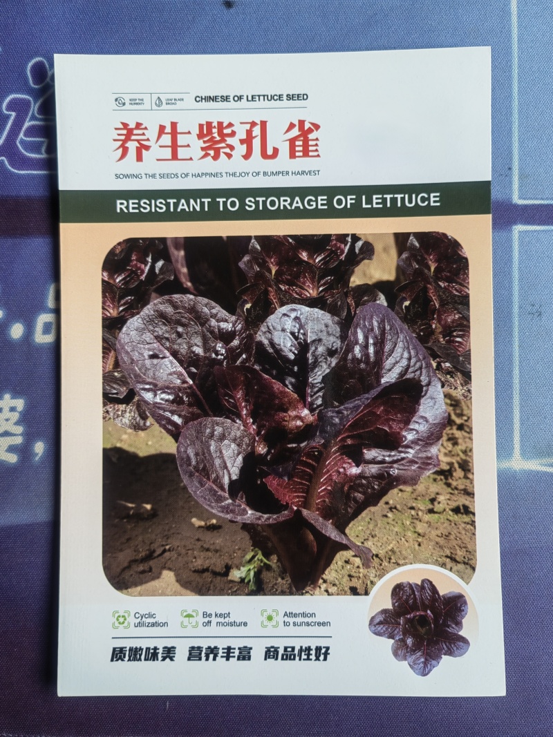 养生紫孔雀菜种子质嫩味美营养丰富商品性好耐贮运耐寒性好