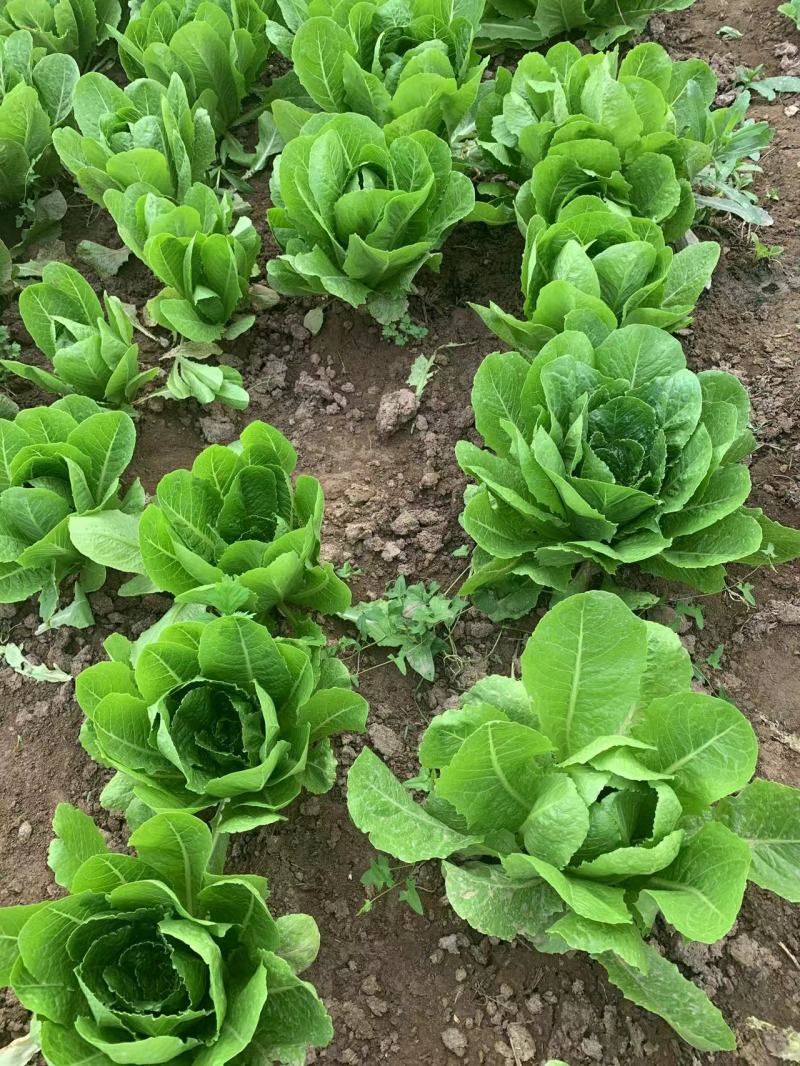 营养孔雀菜种子早熟生长速度快口感好耐贮运脆嫩四季种植