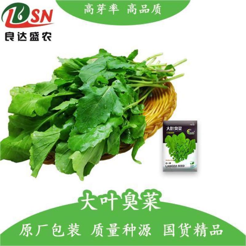 大叶臭菜芝麻菜种子柔嫩主根发达适应性广脆嫩品质佳速生