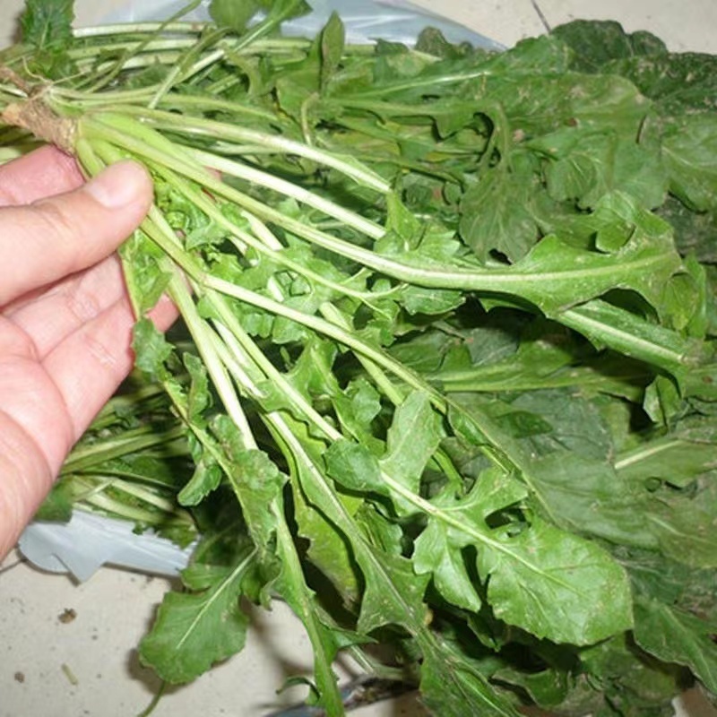 大叶臭菜芝麻菜种子柔嫩主根发达适应性广脆嫩品质佳速生