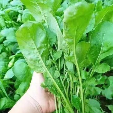 大叶臭菜芝麻菜种子柔嫩主根发达适应性广脆嫩品质佳速生