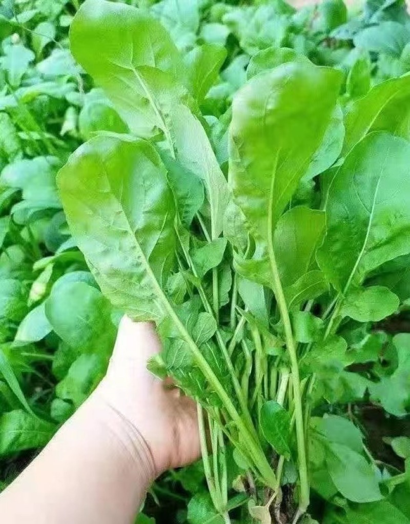 大叶臭菜芝麻菜种子柔嫩主根发达适应性广脆嫩品质佳速生