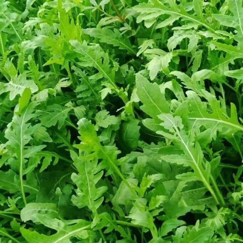 大叶臭菜芝麻菜种子柔嫩主根发达适应性广脆嫩品质佳速生