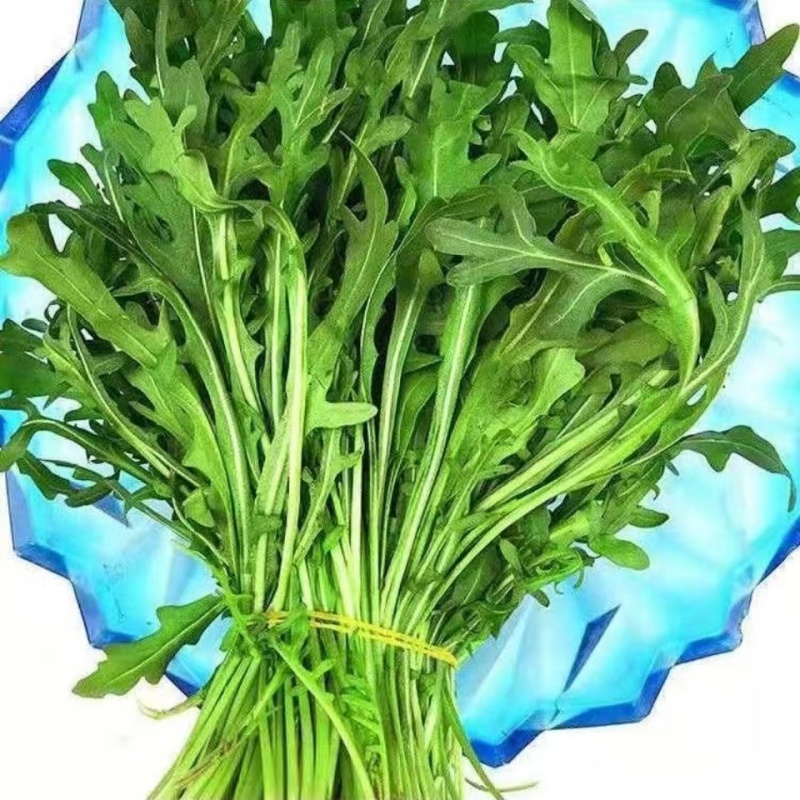 大叶臭菜芝麻菜种子柔嫩主根发达适应性广脆嫩品质佳速生