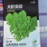 大叶臭菜芝麻菜种子柔嫩主根发达适应性广脆嫩品质佳速生
