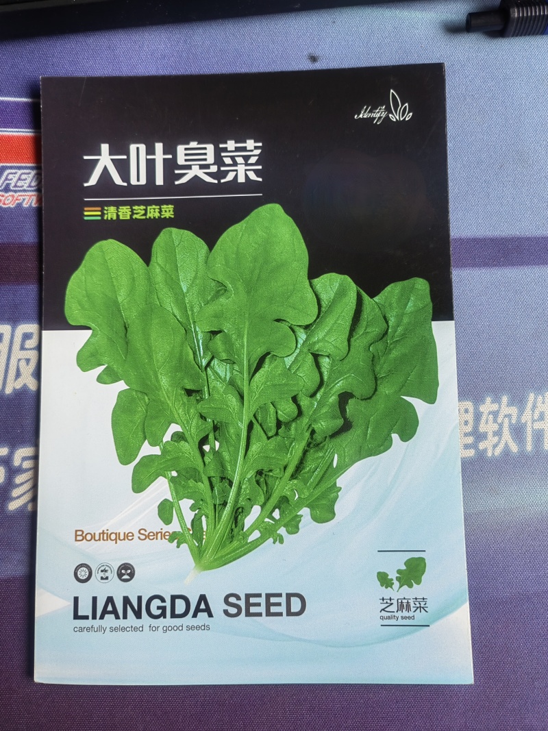 大叶臭菜芝麻菜种子柔嫩主根发达适应性广脆嫩品质佳速生