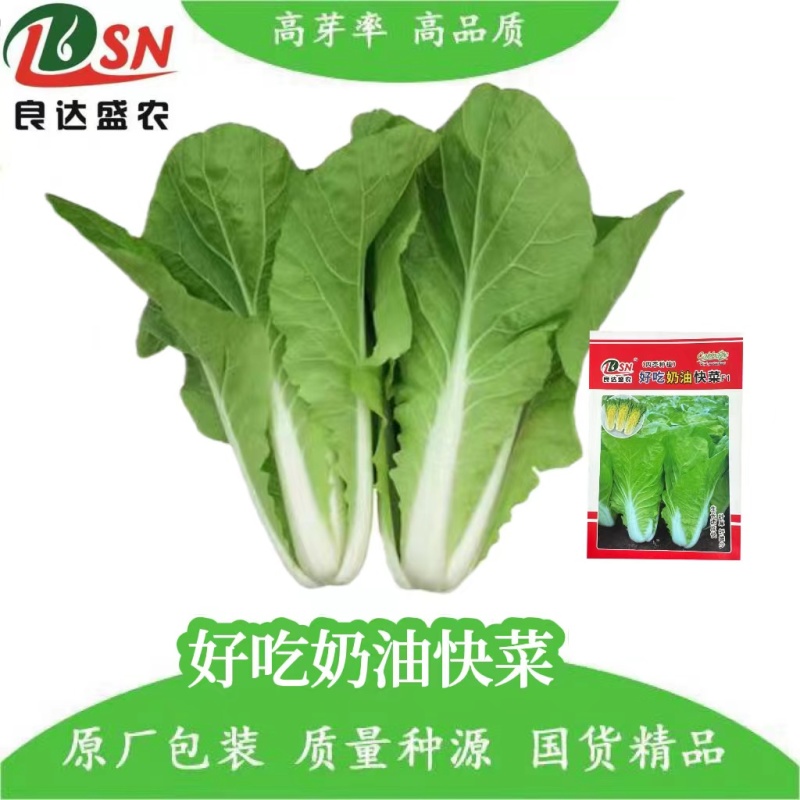 快菜种子早熟速生快菜良达盛农优质产品
