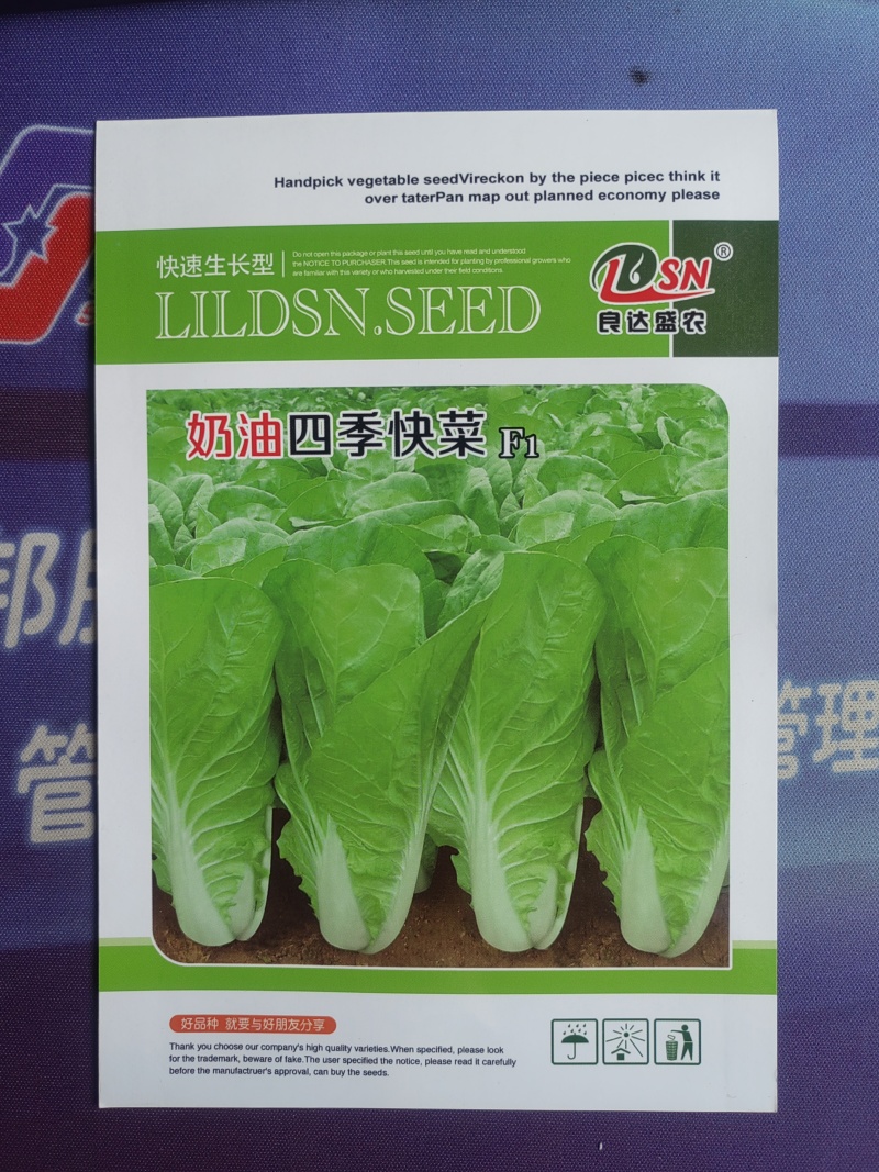 奶油四季快菜叶片肥大生长速度快耐热耐湿适应性广泛
