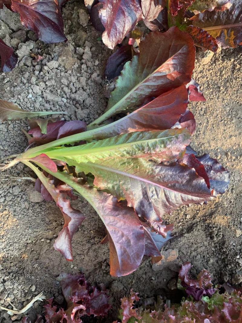 咖啡香麦菜种子四季种植脆嫩美观生长速度快纤维少质地脆嫩