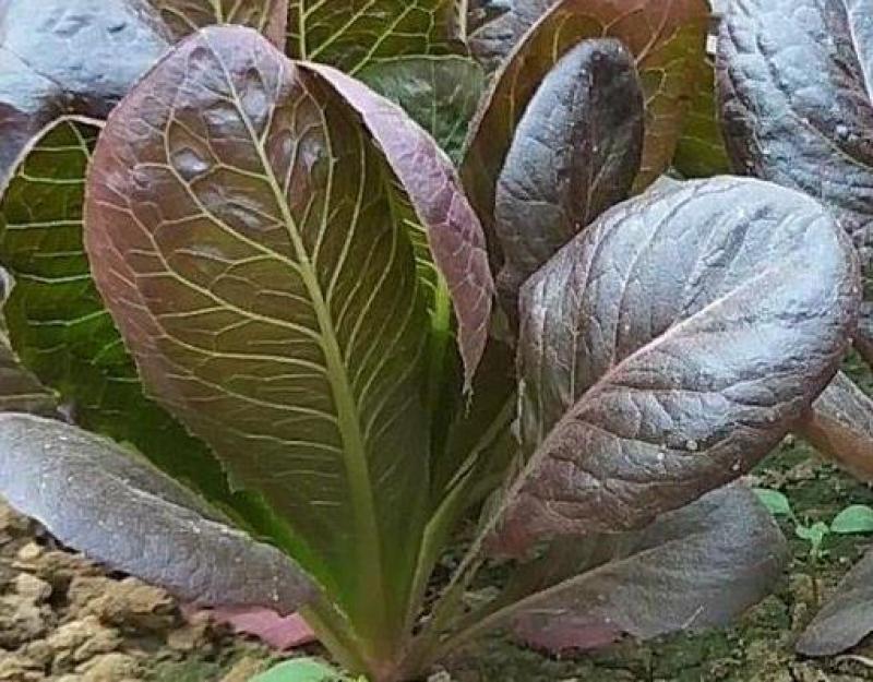 咖啡香麦菜种子四季种植脆嫩美观生长速度快纤维少质地脆嫩