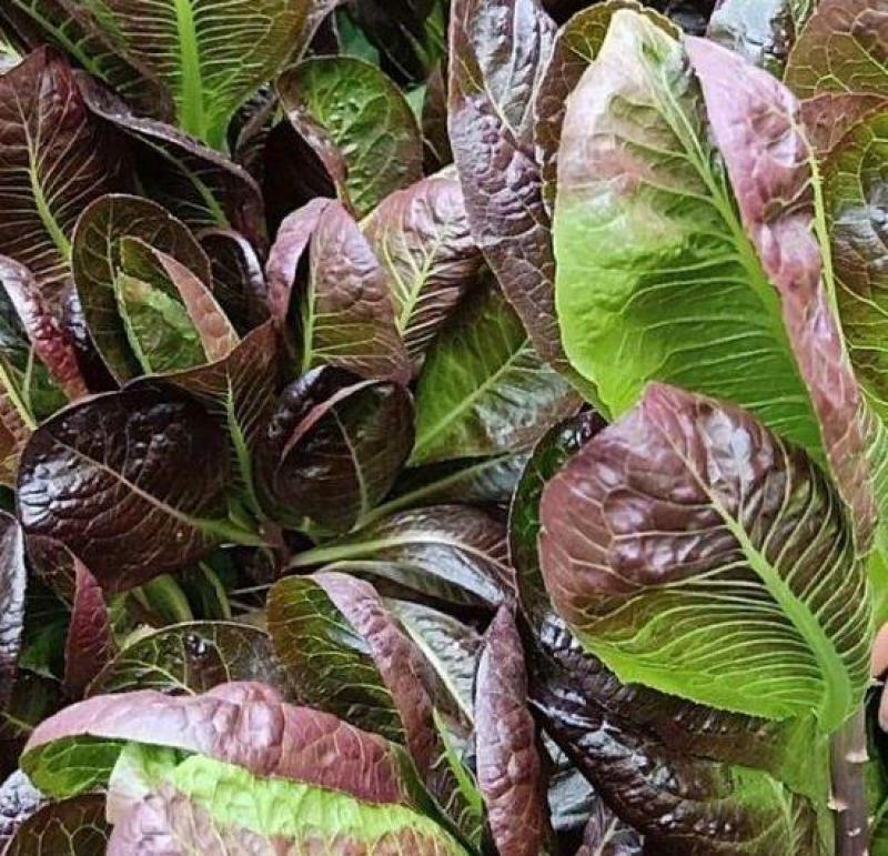 咖啡香麦菜种子四季种植脆嫩美观生长速度快纤维少质地脆嫩