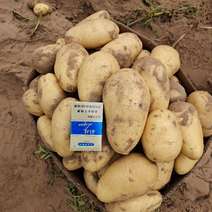 内蒙武川V7土豆产地一手货源全国发货对接市场商超