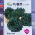 乌塌菜种子叶大肥厚粗纤维少耐寒性强鲜嫩可口
