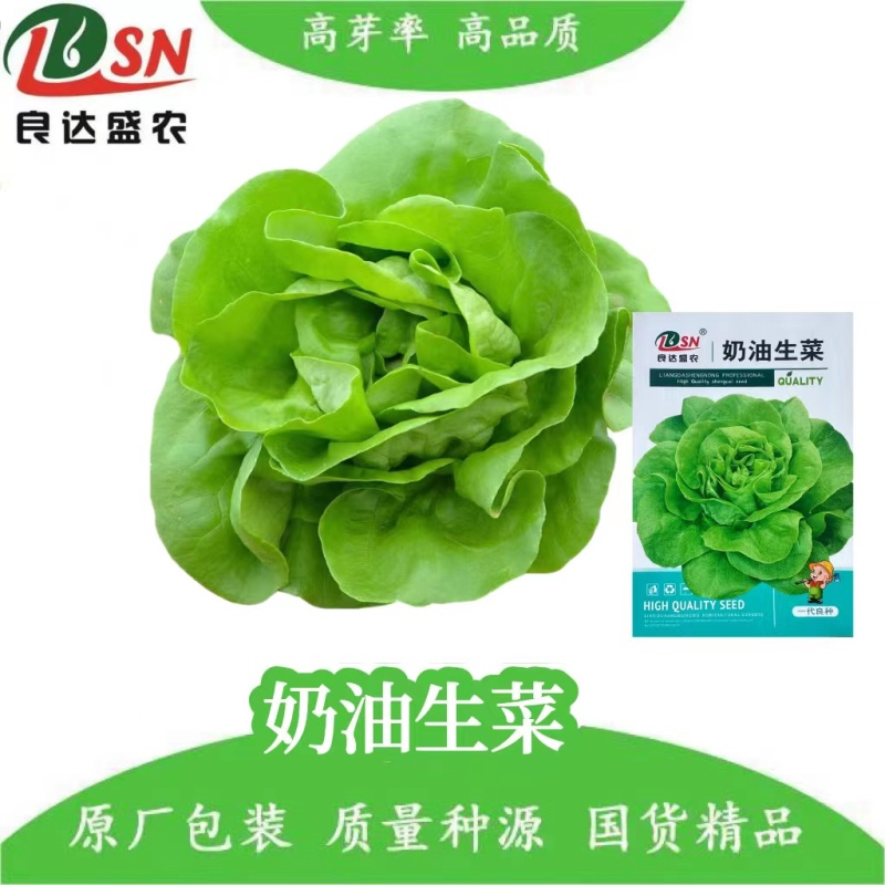 奶油生菜种子叶片柔软有光泽四季种植阳台盆栽易栽培