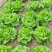 奶油生菜种子叶片柔软有光泽四季种植阳台盆栽易栽培