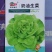 奶油生菜种子叶片柔软有光泽四季种植阳台盆栽易栽培