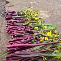 新育红菜苔种子生长速度快早中熟产量高味美质细嫩适应性广