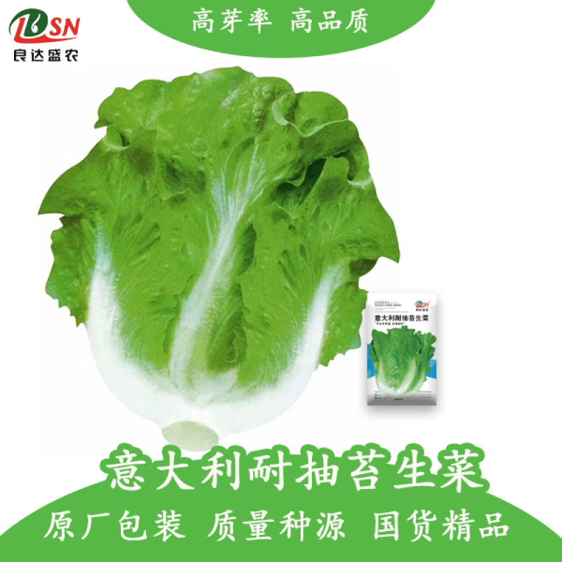 意大利耐抽苔生菜种子口感细腻全年种植抗病性强风味独特