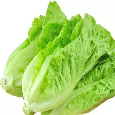意大利耐抽苔生菜种子口感细腻全年种植抗病性强风味独特