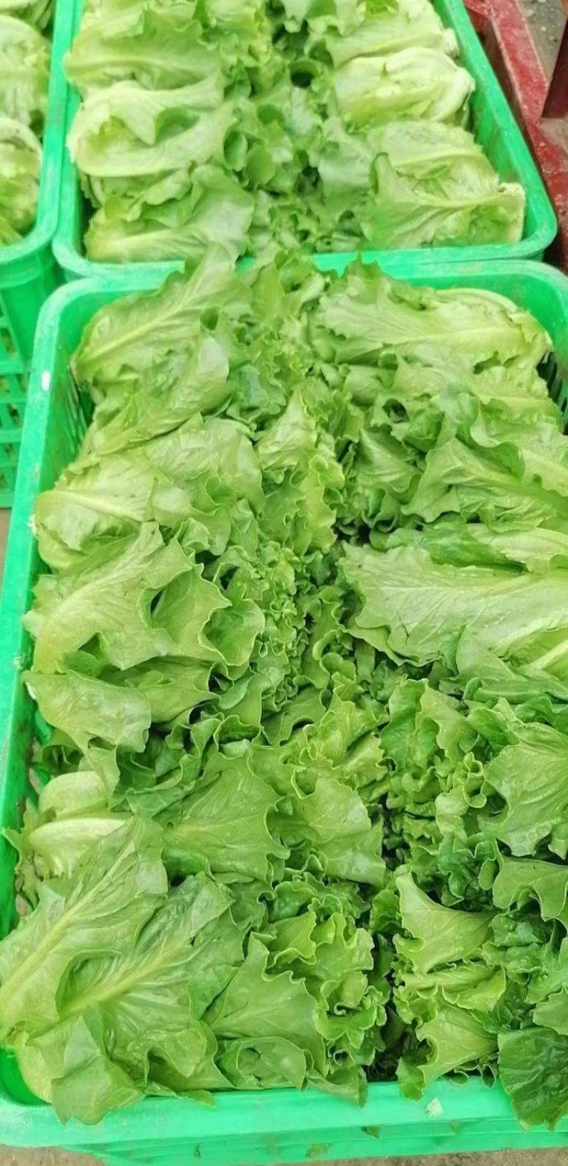 意大利耐抽苔生菜种子口感细腻全年种植抗病性强风味独特