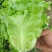 意大利耐抽苔生菜种子口感细腻全年种植抗病性强风味独特