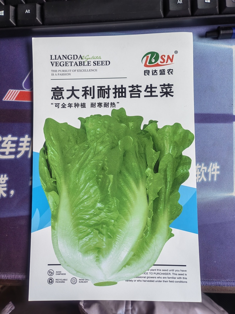 意大利耐抽苔生菜种子口感细腻全年种植抗病性强风味独特