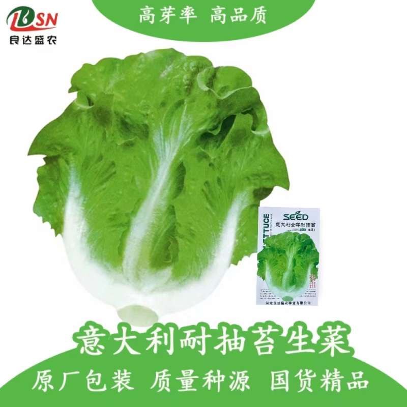 意大利全年耐抽苔生菜种子口感细腻抗病性强全年种植