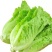 意大利全年耐抽苔生菜种子口感细腻抗病性强全年种植