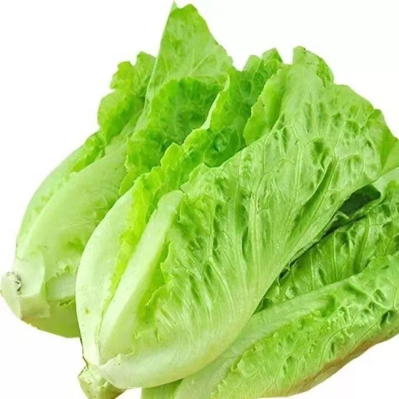 意大利全年耐抽苔生菜种子口感细腻抗病性强全年种植