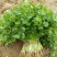 本地小叶香菜种子地道香菜味四季种植香味浓质地柔软