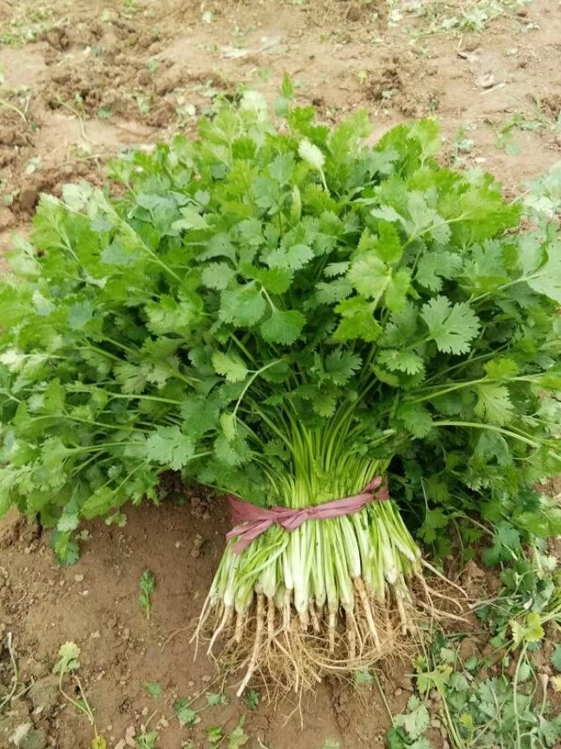 本地小叶香菜种子地道香菜味四季种植香味浓质地柔软