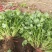 本地小叶香菜种子地道香菜味四季种植香味浓质地柔软
