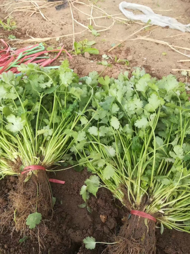 本地小叶香菜种子地道香菜味四季种植香味浓质地柔软