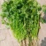 本地小叶香菜种子地道香菜味四季种植香味浓质地柔软