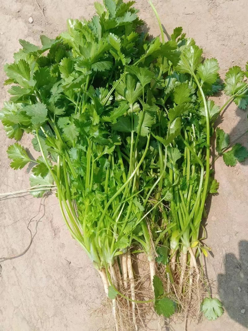 本地小叶香菜种子地道香菜味四季种植香味浓质地柔软