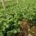 本地小叶香菜种子地道香菜味四季种植香味浓质地柔软