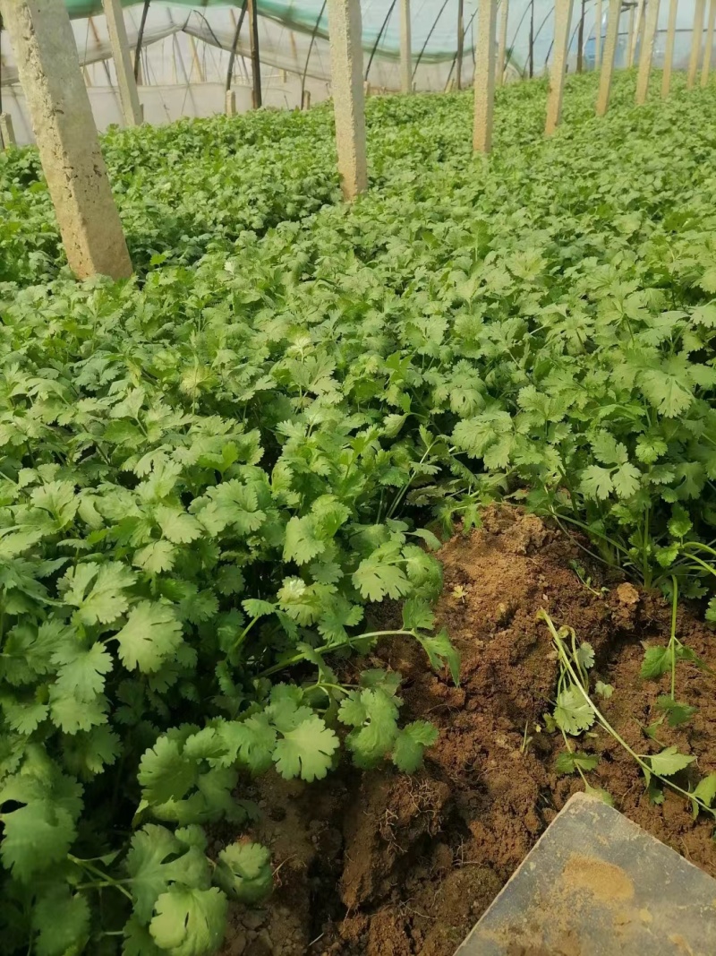 本地小叶香菜种子地道香菜味四季种植香味浓质地柔软