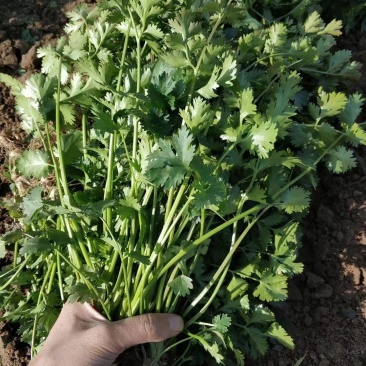 本地小叶香菜种子地道香菜味四季种植香味浓质地柔软