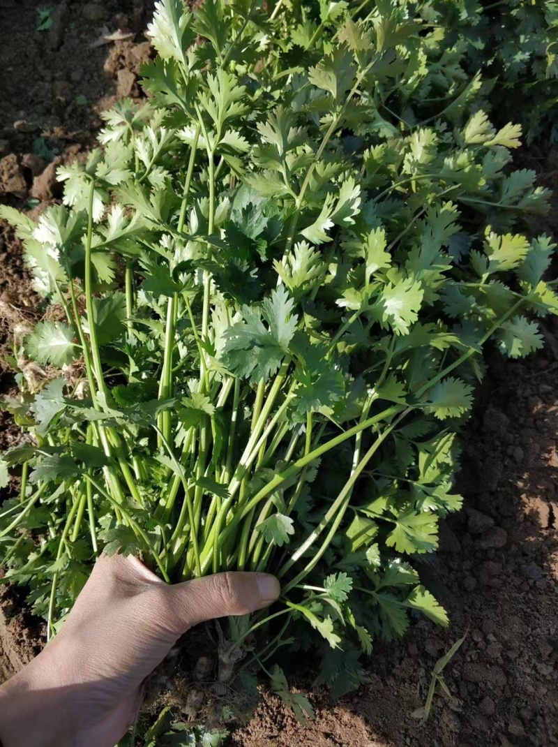 本地小叶香菜种子地道香菜味四季种植香味浓质地柔软