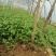 本地小叶香菜种子地道香菜味四季种植香味浓质地柔软