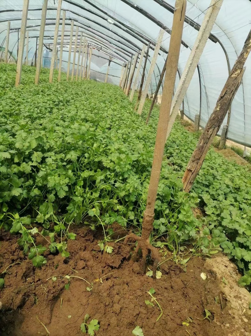 本地小叶香菜种子地道香菜味四季种植香味浓质地柔软