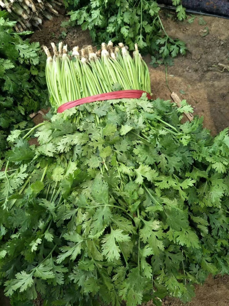 本地小叶香菜种子地道香菜味四季种植香味浓质地柔软