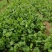 本地小叶香菜种子地道香菜味四季种植香味浓质地柔软