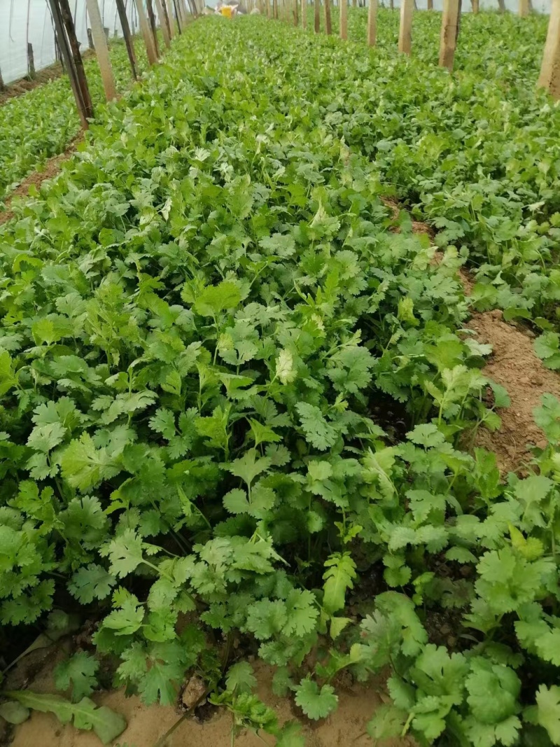 本地小叶香菜种子地道香菜味四季种植香味浓质地柔软