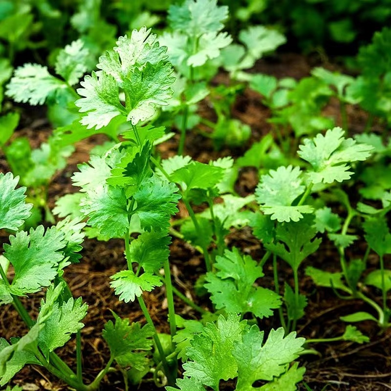 本地小叶香菜种子地道香菜味四季种植香味浓质地柔软