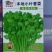 本地小叶香菜种子地道香菜味四季种植香味浓质地柔软