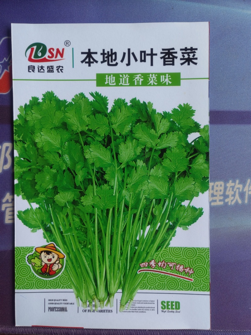 本地小叶香菜种子地道香菜味四季种植香味浓质地柔软