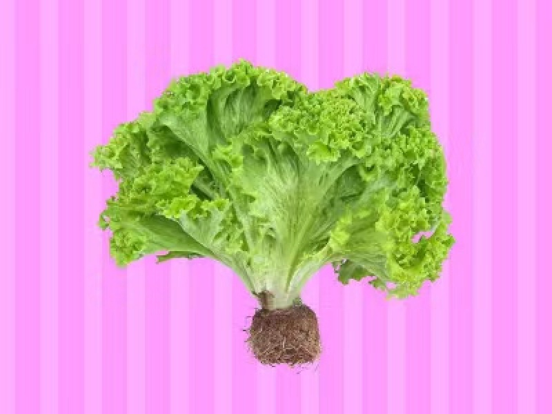 美国大速生菜种子生长速度快叶片松散颜色嫩绿适应性广
